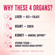 NELIVAL_BEEF_ORGANS_BELOW_OFFER_02 why these 4 organs mechanism thumbnail