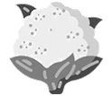 Cauliflower icon