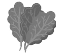 Kale icon